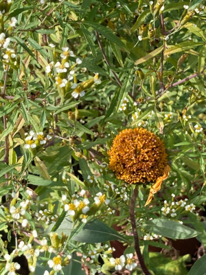 Helianthus atror. verblüht.JPG