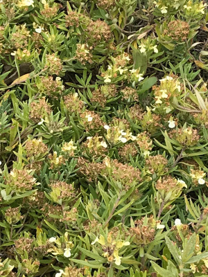 Teucrium montanum x.JPG