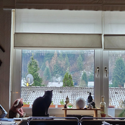 Murphy am Fenster noch Schnee 20260110_134750.jpg