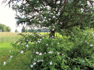 wildwacholder (5).JPG