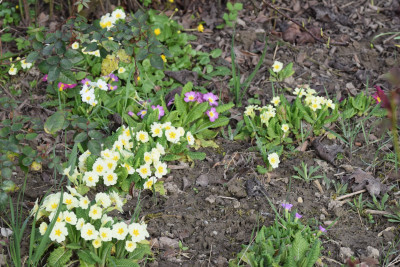 DSC_0181 - Kopie (2).JPG