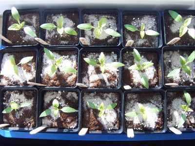 Paprika 16.01 (1).JPG