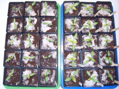 Paprika 16.01 (2).JPG