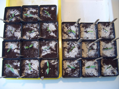 Paprika 16.01 (3).JPG