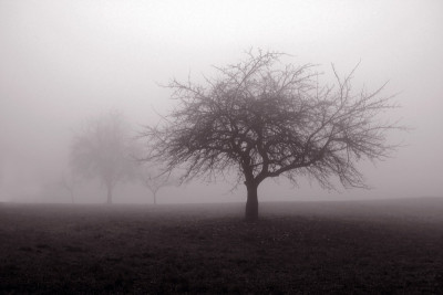Geisterbaum-2.jpg