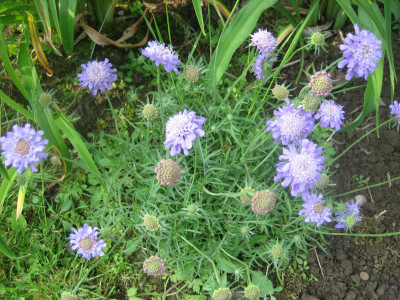 Scabiosa japonica var. alpina_0002.jpeg