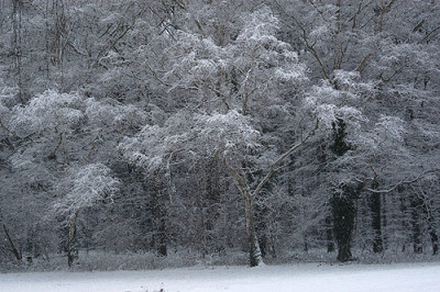 schneebaeume_8431.jpg