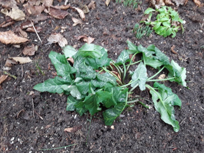 Arum italicum bei -2°C