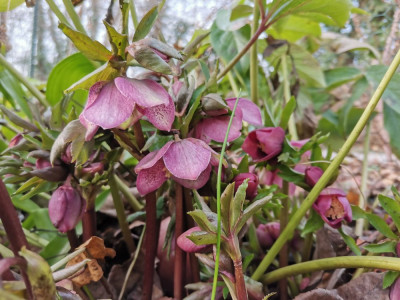 Lenzrosen 20260117.jpeg