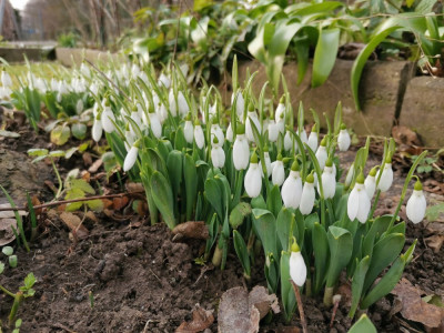 Schneeglöckchen 20260117.jpeg