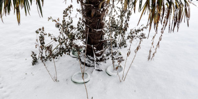 Clematis im Winter.jpg