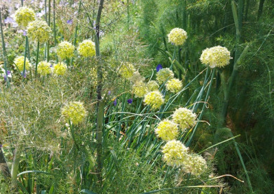 2023-06-18 Scharfer Gelblauch.jpg