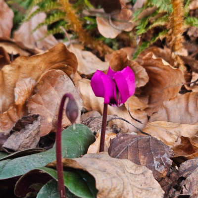 Cyclamen coum 20251218_154134.jpg