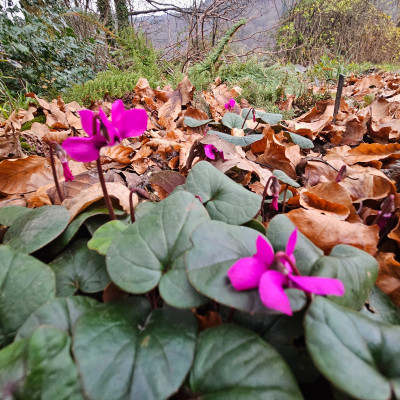 Cyclamen coum 20251214_151156.jpg