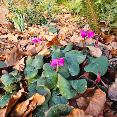 Cyclamen coum 20251212_152052.jpg