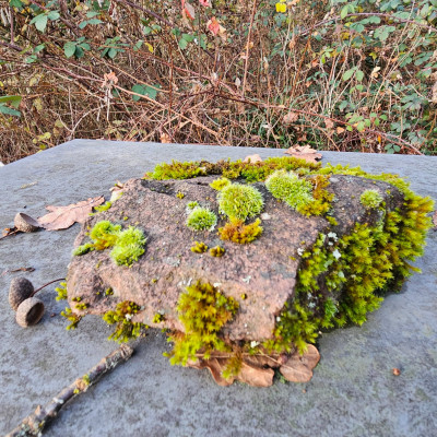 Moos Stein 20251212_153454.jpg