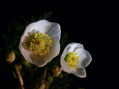 P1160860a.jpg