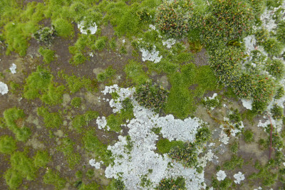 Mooslandschaft 1.JPG