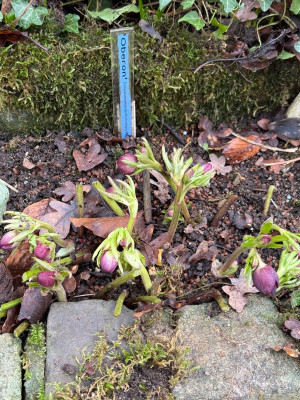 Oberon 19.01.2026.jpeg