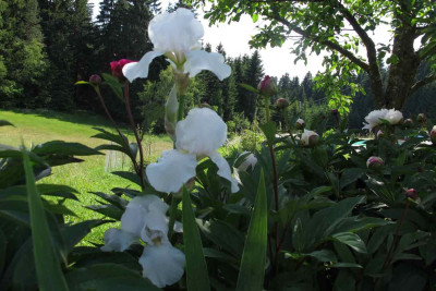 irisweiss.jpg