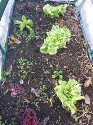 Endivien im Folienhaus