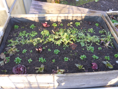 Hochbeet mit verschiedensten Salaten (teilweise abgedeckt)