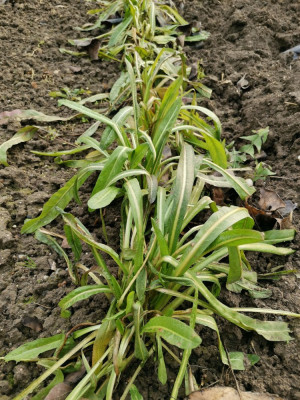 Catalogna 20260117.jpeg