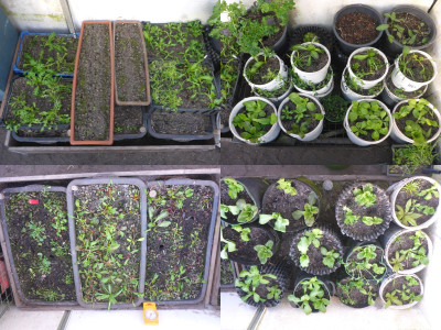 GH 16.01.2026 (Südseite gespiegelt dargestellt)