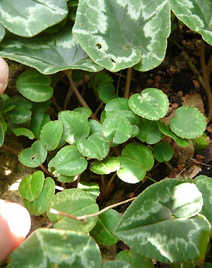 cyclamen_nachwuchs.jpg