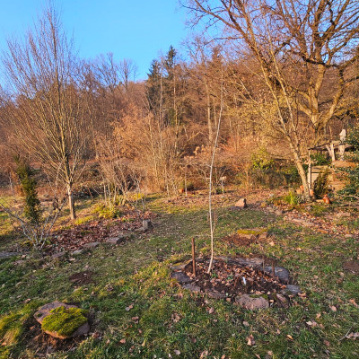 Wiesengarten 20260119_160333.jpg