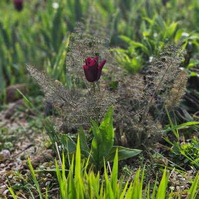 Tulipa Havran Foeniculum vulgare 'Smokey' 20240406_180059.jpg