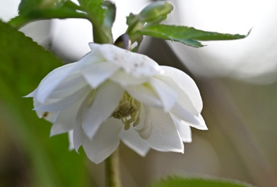 Helleborus-gefuellt-reinweiss-Jan1926_007_01.JPG