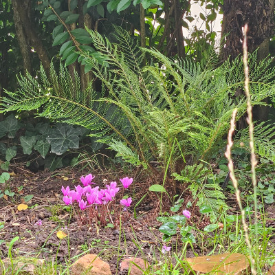 Polystichum Green Lace + Cyclamen hederifolium 20250901_120521.jpg
