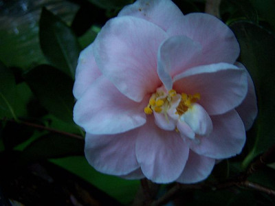 100_1648_Gradys_Egao____640.jpg