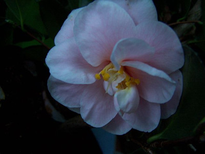 100_1650_Camellia_GradysEgao____640.jpg