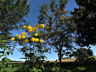rudbeckiaesche.JPG