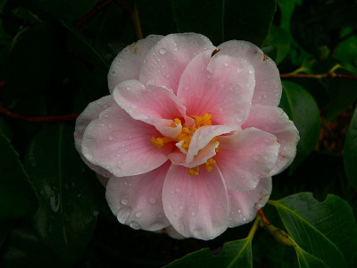 gradys_egao_112ELZ301108_800.jpg