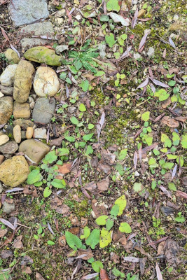 20260121_075902 Phlomis.jpg