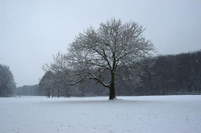 winteresche_8425.jpg