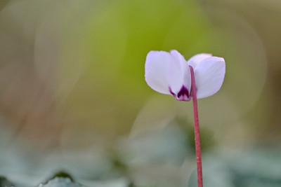 Cyclamen-coum--Jan2126_011_03.JPG
