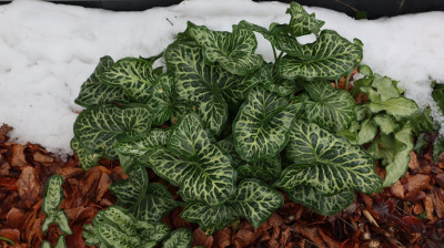 21-01-08 BREITSEITE.JPG