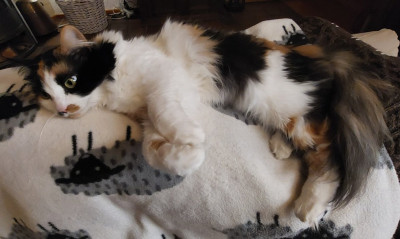 Ich bete, dass ich nicht beisse