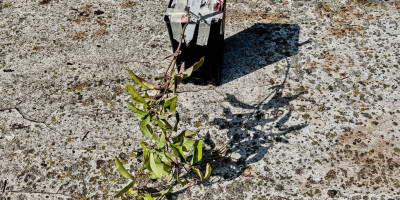 Bignonia capreolata bei Lieferung.jpg