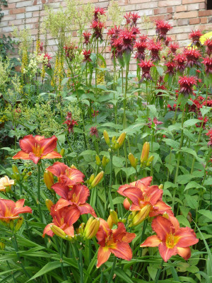 Celebrity Elite vor Monarda_P1040584 Kopie.jpeg