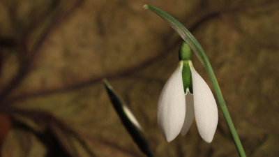 GidW - GREEN EPAULET (2).jpg