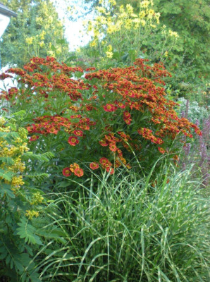 2012-08 Helenium Königstiger.jpg