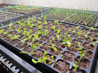 Salat Mix 20230220.jpeg