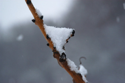 esche_schnee_8439.jpg