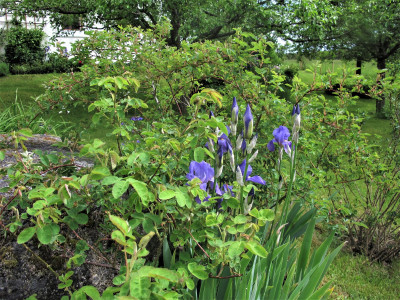 irispallida1 (2).JPG