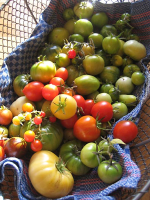 letzte_tomaten_1436.jpg
